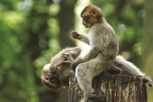 カンギオ：モンキーアイランド、ゲリラキャンプ、マングローブ林