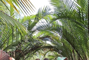 Can Tho 3D2N: Cycling, Nature Reserve & Floating Market