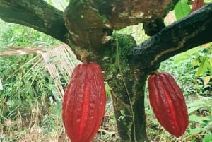 Can Tho: Floating Market, Canals, Garden & Cooking Class