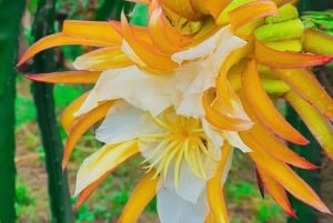 Can Tho: Schwimmender Markt, Kanäle, Garten & Kochkurs