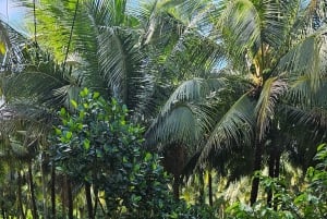 Can Tho: Mercado Flutuante e o Legado do Mekong (Max 6 Pax)