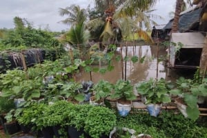 Can Tho: Lai Vung Farm Experience with local