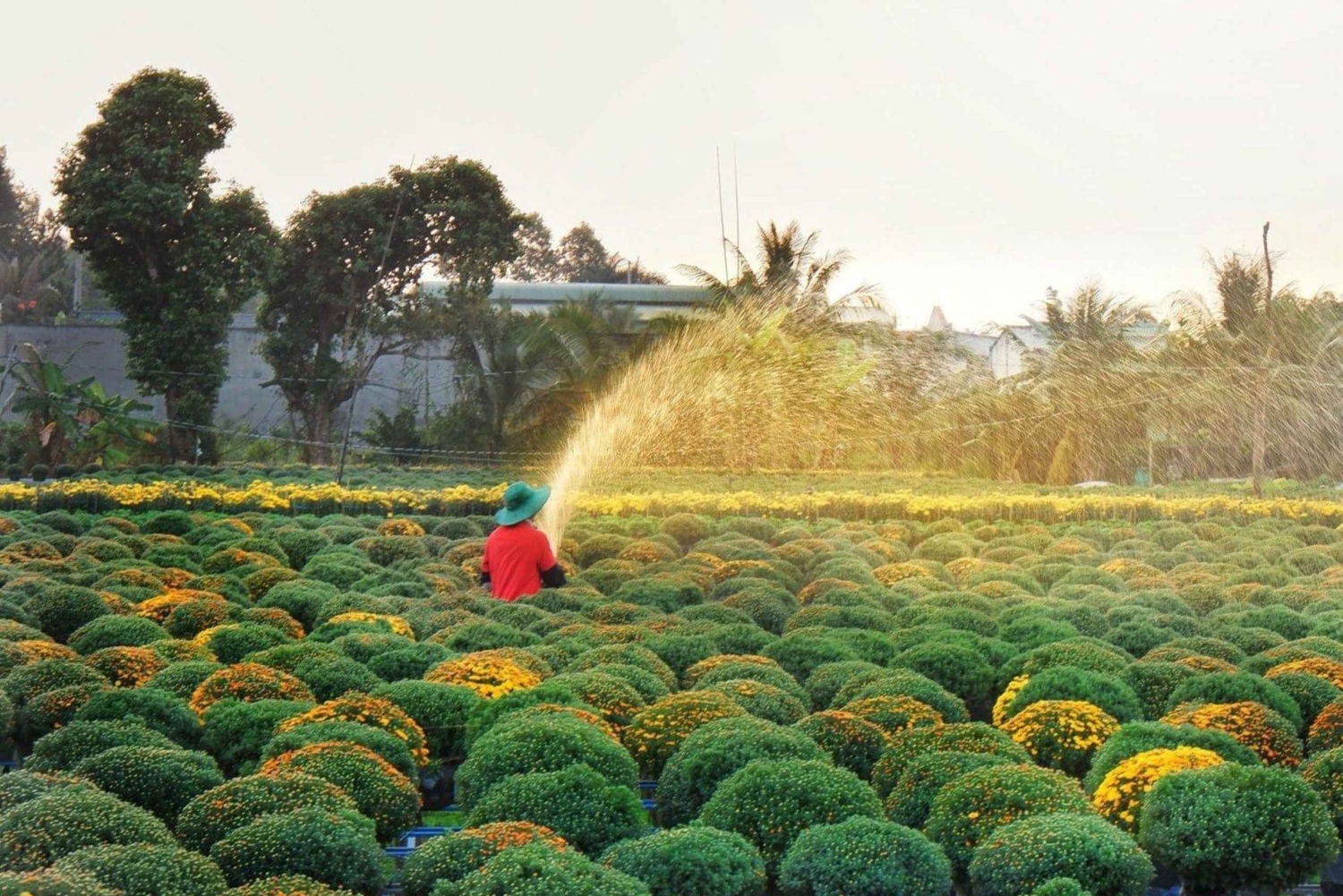 Can Tho: Aldeia das Flores de Sa Dec e Viagem de um Dia a Huynh Thuy Le