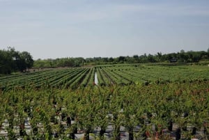 Can Tho: Sadec Bloemendorp & Bostour met Lunch