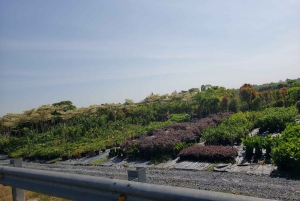 Can Tho: Sadec Bloemendorp & Bostour met Lunch