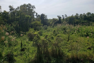 Can Tho: Sadec Bloemendorp & Bostour met Lunch