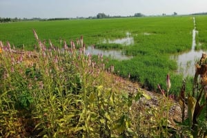 Can Tho: Sadec Bloemendorp & Bostour met Lunch
