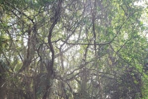 Can Tho: Sadec Bloemendorp & Bostour met Lunch