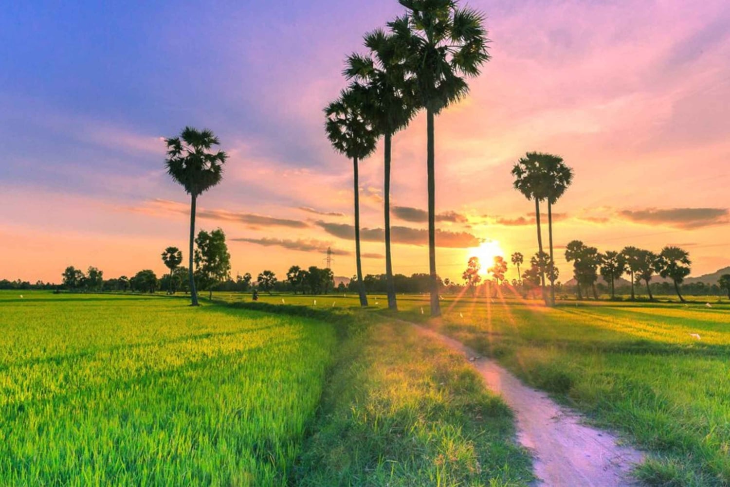 Can Tho: Tra Su Cajuput Forest & Ta Pa Pagoda Day Tour