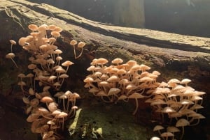 Cat Ba: Full Day Cat Ba Park Trek, Viet Hai & Boat Tour