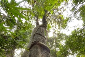 Cat Ba: Full Day Cat Ba Park Trek, Viet Hai & Boat Tour