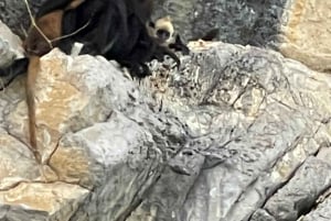 Cat Ba: Full Day Cat Ba Park Trek, Viet Hai & Boat Tour