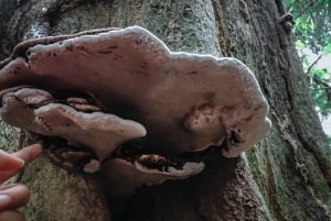 Cat Ba: Full Day Cat Ba Park Trek, Viet Hai & Boat Tour