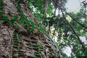 Cat Ba: Full Day Cat Ba Park Trek, Viet Hai & Boat Tour