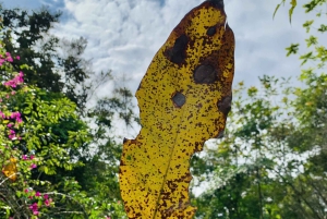 Cat Ba: Half Day Trekking to Visit Cat Ba National Park