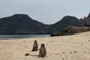 Cat Ba : Lan Ha Bay Bioluminescerande plankton kajak båttur