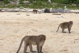 Cat Ba : Lan Ha Bay Bioluminescerande plankton kajak båttur