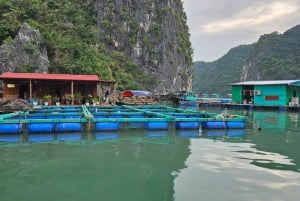 Cat Ba : Lan Ha Bay Bioluminescerande plankton kajak båttur