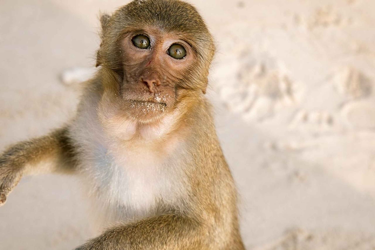 Cat Ba: Lan Ha & Ha Long Bay Kajak- och snorkel båttur