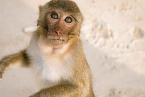 Cat Ba: Lan Ha & Ha Long Bay Kajak- och snorkel båttur