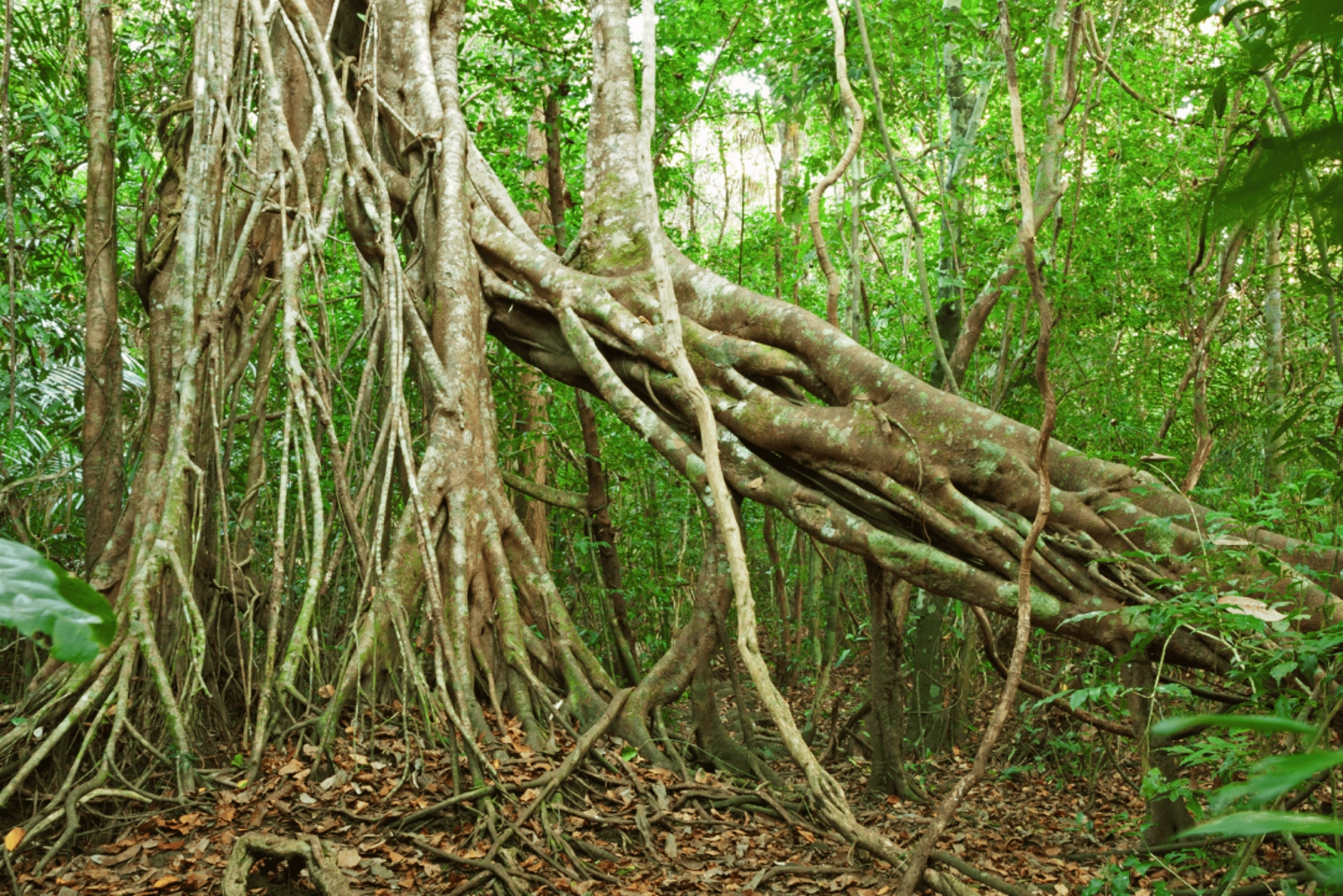 Cat Tienin kansallispuisto ja krokotiilijärvi