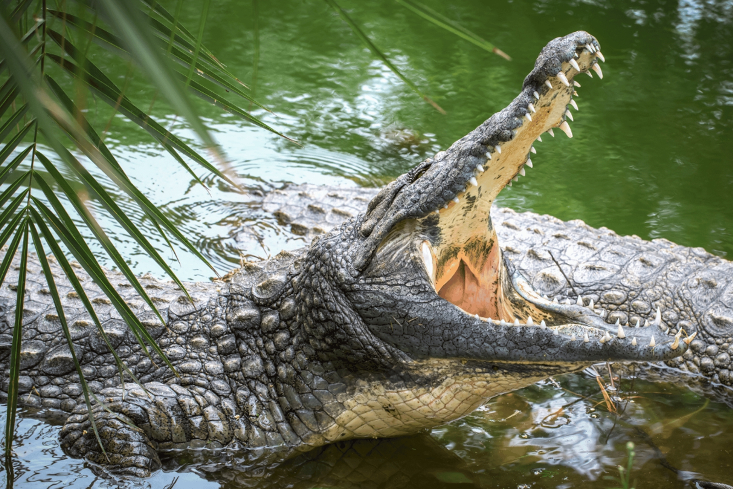 Национальный парк Каттьен с крокодиловым озером