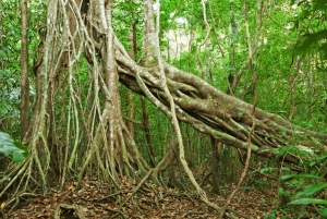 Национальный парк Каттьен с крокодиловым озером