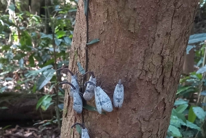 Национальный парк Каттьен с крокодиловым озером