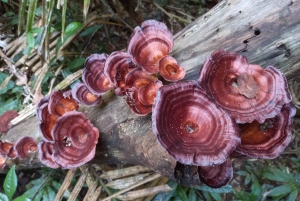 Национальный парк Каттьен с крокодиловым озером