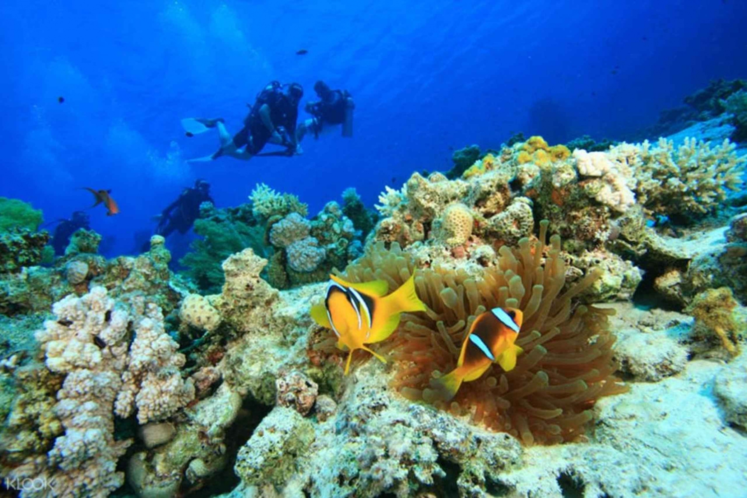 Cham Island Snorkeling Tour - Daily Tours