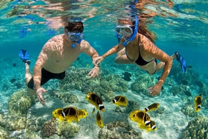 Cham Island Snorkeling Tour - Daily Tours