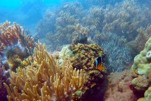 Chamöarna: rundtur med snorkling