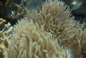 Île Cham : randonnée sous-marine et plongée