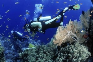 Cham Islands Snorkeling Tour by Speedboat : Hoi An/Da Nang