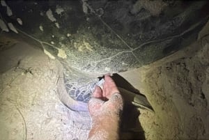Con Dao : excursion de 2 jours pour observer les tortues et faire de la plongée avec tuba