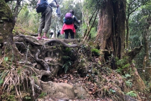 Conquer Fansipan: 2D1N Trek, Sleep at Base Camp & Explore