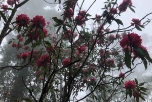 Conquer Fansipan: 2D1N Trek, Sleep at Base Camp & Explore