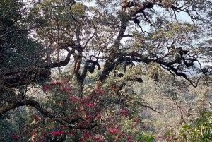 Conquer Fansipan: 2D1N Trek, Sleep at Base Camp & Explore