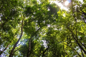 Cu Chi Tunnels Half Day Tour:Vietnam War Underground Network