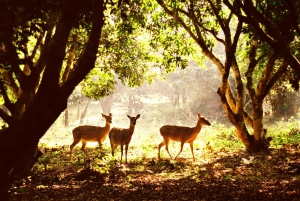 Cuc Phuong National Park 1 day trip