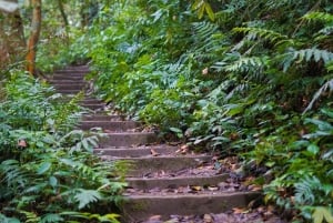 Cuc Phuong nasjonalpark - dagstur fra Hanoi til Van Long