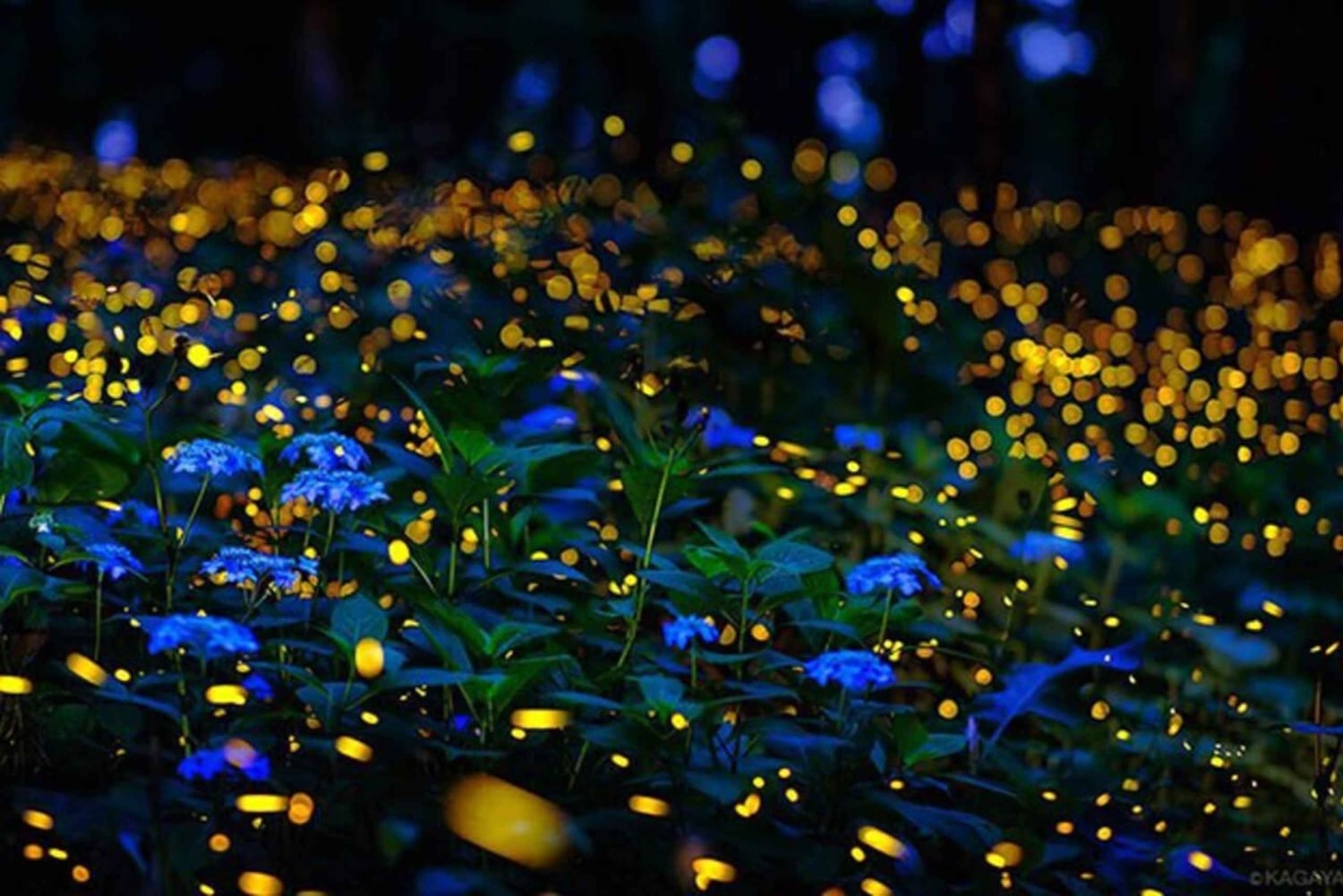 Cuc Phuong: Wildlife Night-Spotting – Private Tour