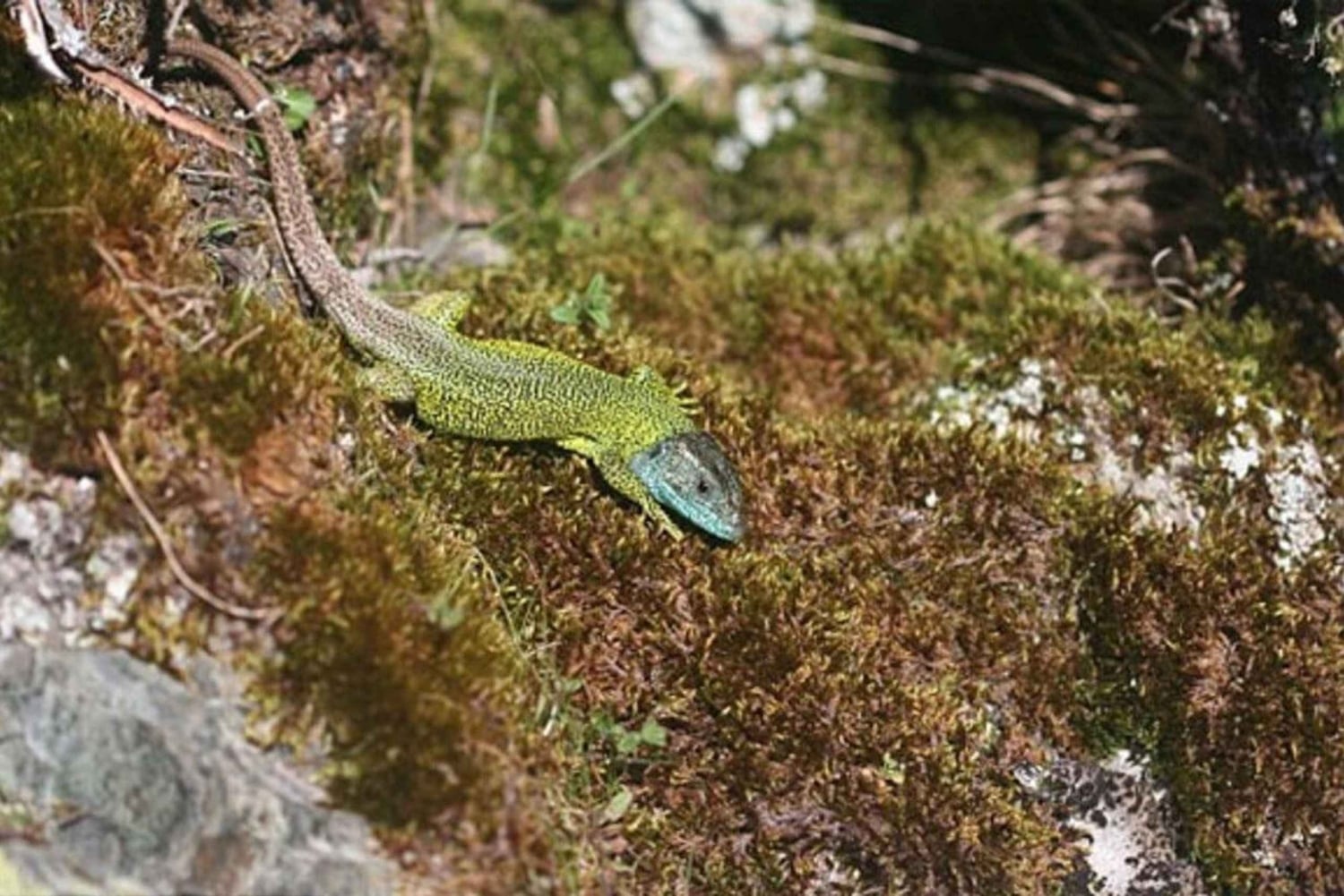 Cuc Phuong: Wildlife Night-Spotting – Private Tour