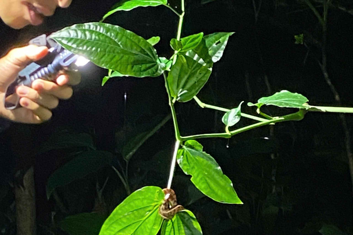 Cuc Phuong: Wildlife Night-Spotting – Private Tour