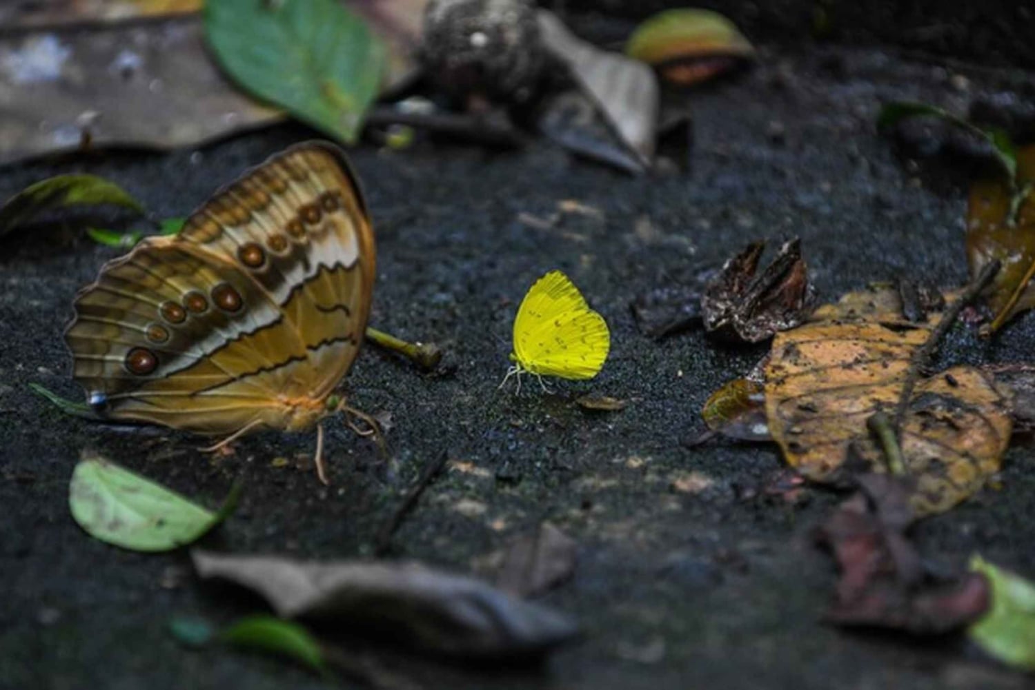 Cuc Phuong: Wildlife Night-Spotting – Private Tour