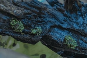 Cuc Phuong: Wildlife Night-Spotting – Private Tour