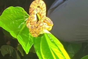 Cuc Phuong: Wildlife Night-Spotting – Private Tour