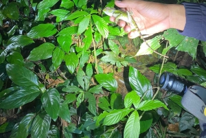 Cuc Phuong: Wildlife Night-Spotting – Private Tour