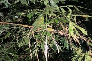 Cuc Phuong: Wildlife Night-Spotting – Private Tour