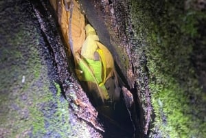 Cuc Phuong: Wildlife Night-Spotting – Private Tour